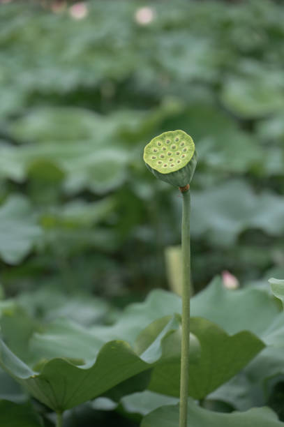 A lotus pod on a green lotus leaf