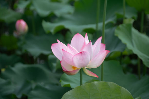 istock A blooming lotus among green lotus leaves with diffused light 2200732899