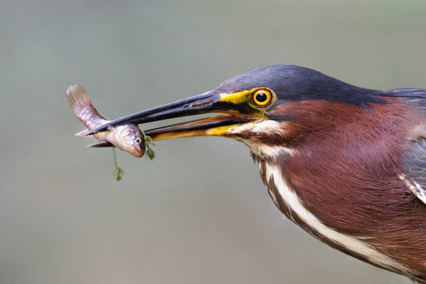 istock Green Heron with a small fish in its beak 2200735334