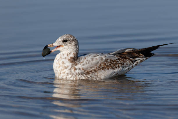 istock Ring-billed Gull holding a stone in its beak 2200735354