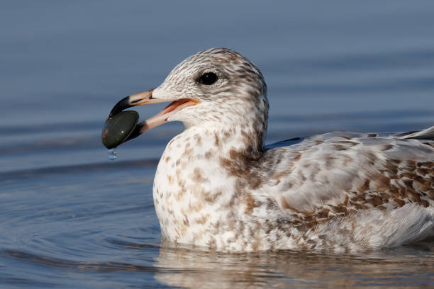 Ring-billed Gull holding a stone in its beak