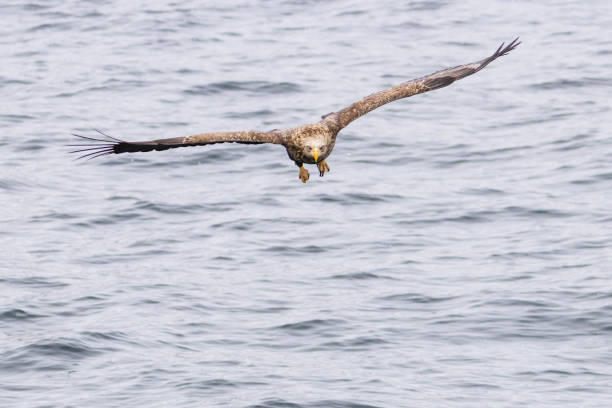 istock White Tailed Sea Eagles hunting fish in winter 2200738343