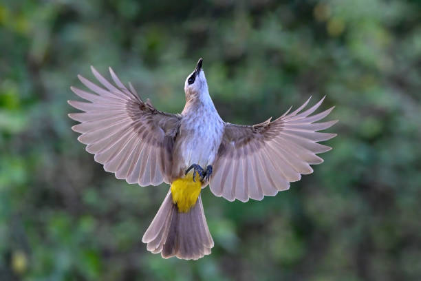 istock The bird is flapping its wings beautifully, yellow-vented bulbul 2200747437