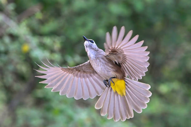 istock The bird is flapping its wings beautifully, yellow-vented bulbul 2200747440