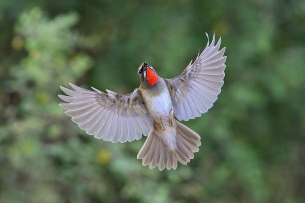 istock The bird is flapping its wings beautifully, Siberian Rubythroat 2200747441