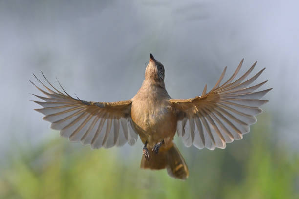 istock The bird is flapping its wings beautifully, Streak-eared Bulbul 2200747442