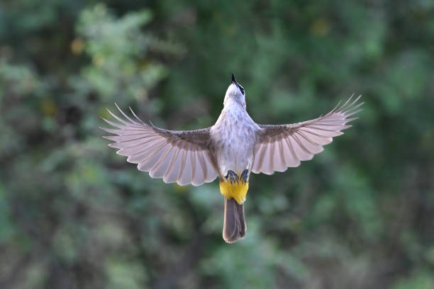 istock The bird is flapping its wings beautifully, yellow-vented bulbul 2200747470