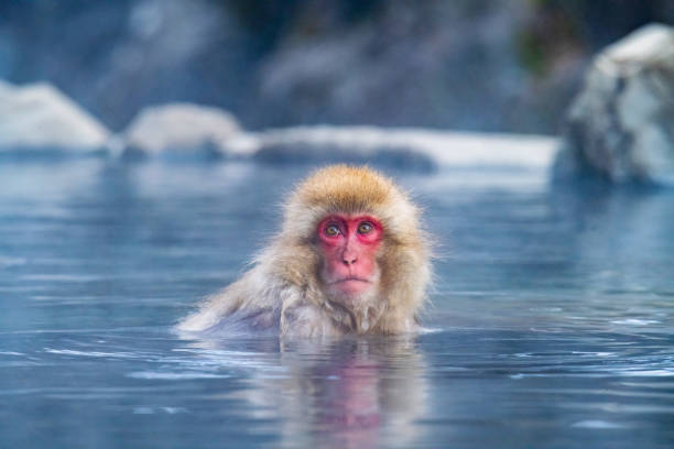 Snow monkey (Japanese Macaque) in a hot water, Nagano, Japan