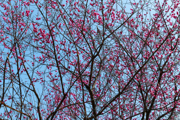 istock red plum flowers on the branches 2200754361