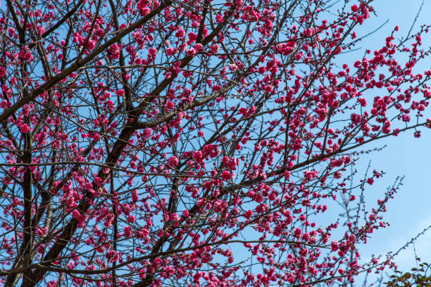 istock red plum flowers on the branches 2200754389