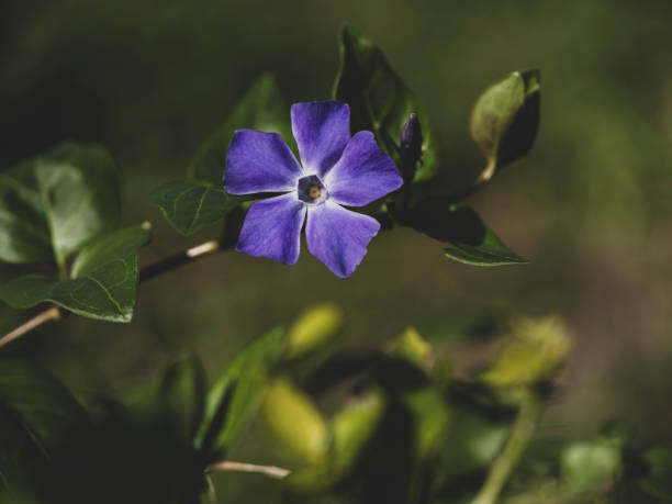 beautiful purple flower in nature