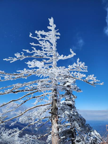 snowflakes in snow mountains.