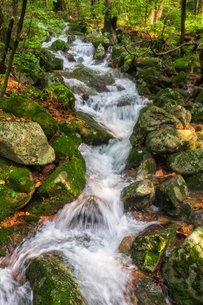 The original ecological stream in the summer forest