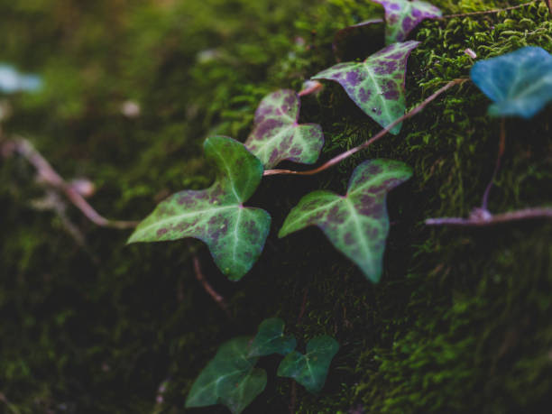 Close-up of beautiful tree leaf in forest