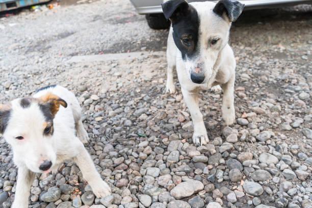 istock Stray Dogs Playing on Rocky Ground 2200756544