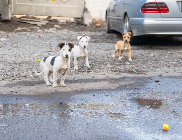 istock Puppies Near Puddle with Apple 2200756545