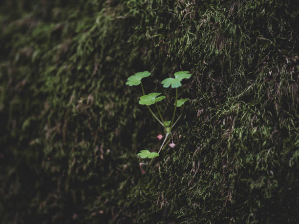 Close-up of beautiful plants  on tree in forest