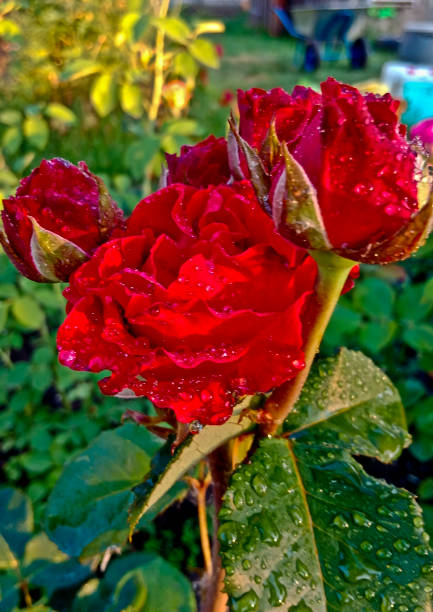 Rose is the most charming and delicate creation of nature, a symbol of perfection and love. The variety of color shades and varieties of roses