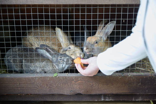 Rabbits in a cage and a hand giving a carrot. animal concept.