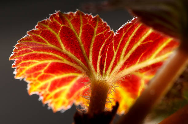 a red leaf in a vineyard in autumn