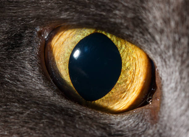 istock A cat's eye is shown in a close up 2200766986