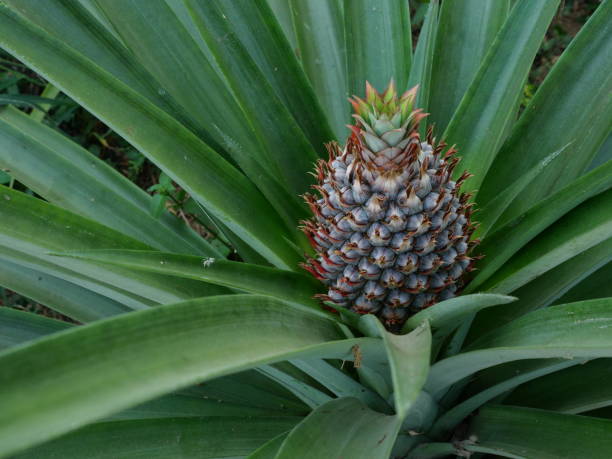 istock Young pineapple fruit on tree plant with natural green background 2200768795