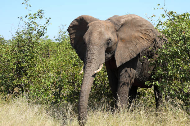 istock Afrikanischer Elefant / African elephant / Loxodonta africana 2200769863