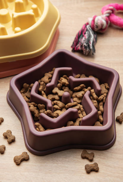istock Slow feeding bowl preventing gulping and improving digestion in dogs 2200770145