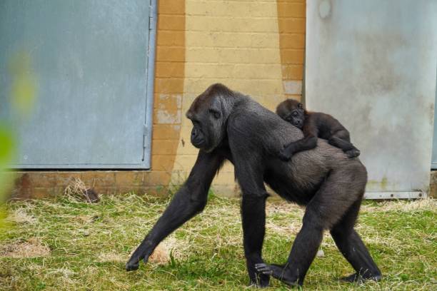 Mother gorilla with baby on her back in a zoo.