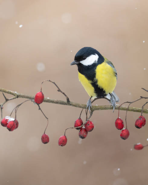 istock Colorful great tit ( Parus major ) perched on a hawthorn tree, photographed in horizontal, winter time, blurred background 2200772913