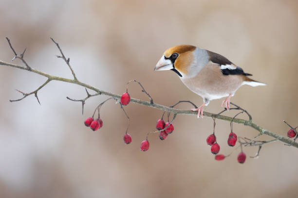 istock Bird - Hawfinch Coccothraustes coccothraustes sitting on a hawthorn branch forest winter time, wildlife Poland Europe 2200773001