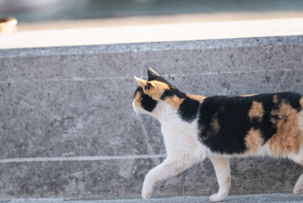 Cute cat walking on the embankment