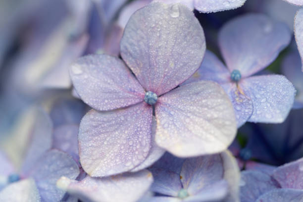 Photographing rain-wet hydrangeas with a macro lens