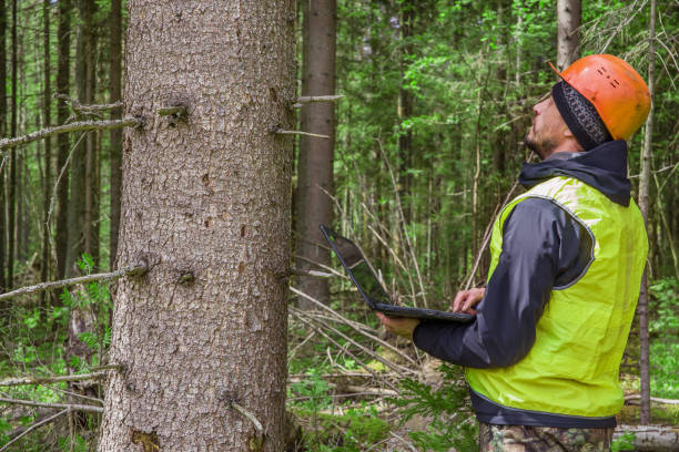 A male ecologist works in the forest with a computer in his hands. Trees are reflected on the monitor.