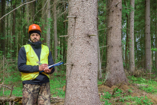 istock A male ecologist works in the forest 2200777339