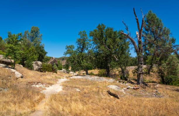 istock View of Los Padres National Forest 2200777514