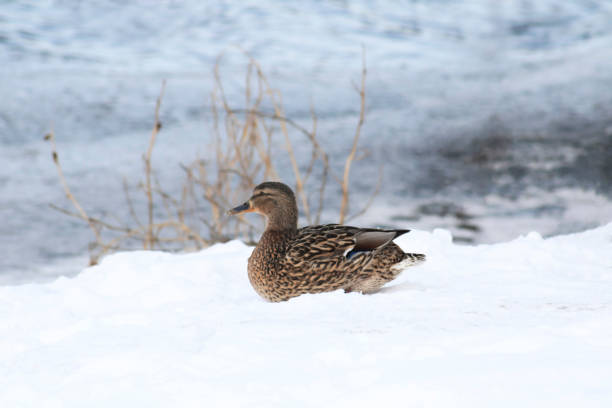 istock A duck sits on the snowy shore of a pond 2200777519