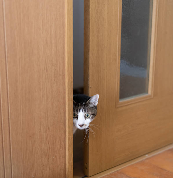 istock Cat peeking through the door gap 2200777531