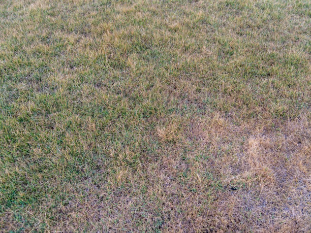 istock Local park's dry grass faces environmental challenges striving to thrive in outdoor setting 2200778031
