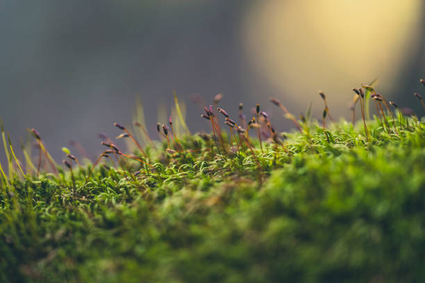 istock Close-up of beautiful plants 2200778782