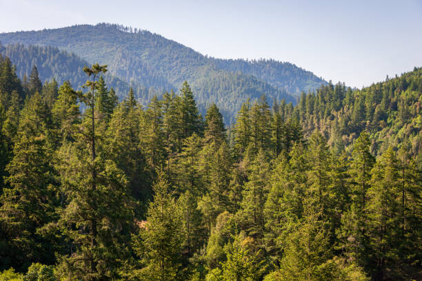 Woman hiking with Giant Sequoia
