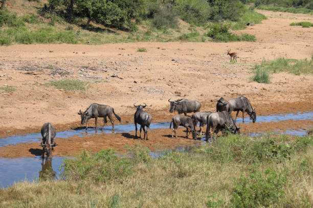 istock Streifengnu / Blue wildebeest / Connochaetes taurinus 2200782403