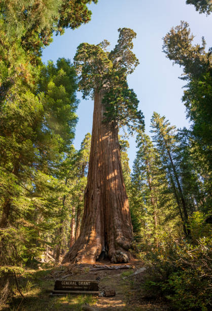 istock General Grant Tree in Kings Canyon National Park 2200782453