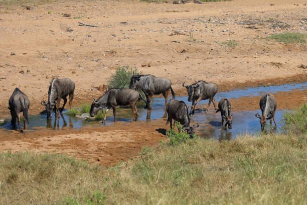 istock Streifengnu / Blue wildebeest / Connochaetes taurinus 2200782656