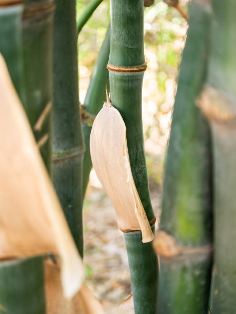 istock Exploring bamboo growth and leaf shedding in a detailed tropical forest environment 2200783221