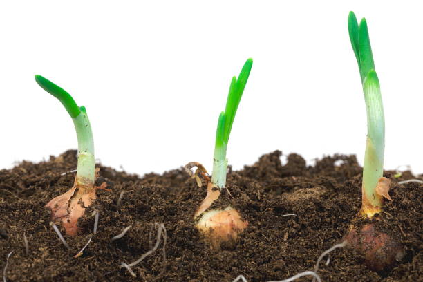 istock Three onions growing from the ground cross-sectional view on a white background 2200783300