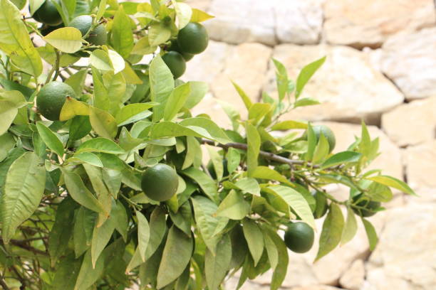 istock Tree with green leaves and oranges,  stone wall background 2200786272