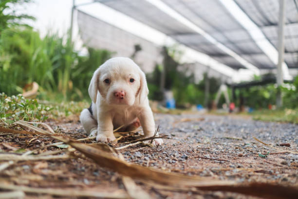 Adorable White Beagle Puppy Sitting Outdoors in a Natural Garden Setting