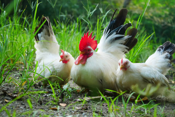istock Free-range Thai white-black tail bantam chickens in the grass field. 2200786783
