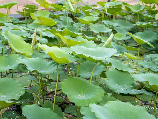 istock Exploring tranquil lotus plants blooming in a serene pond landscape nature 2200787323